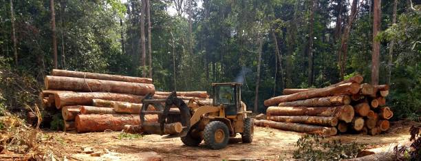 How Our Tree Care Process Works  in  Deephaven, MN