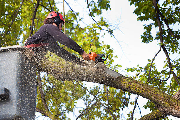 Best Weed Control  in Deephaven, MN