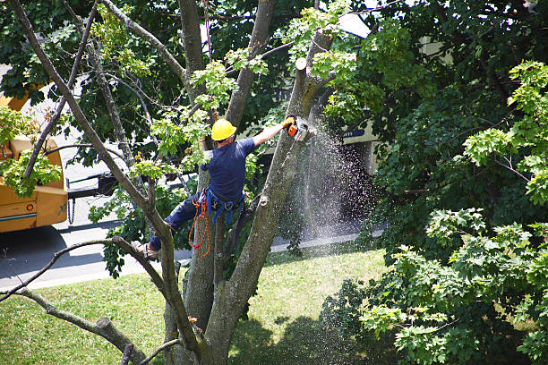 Best Tree Disease Treatment  in Deephaven, MN