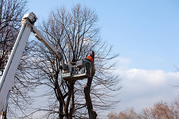 Reliable Deephaven, MN Tree Care Solutions